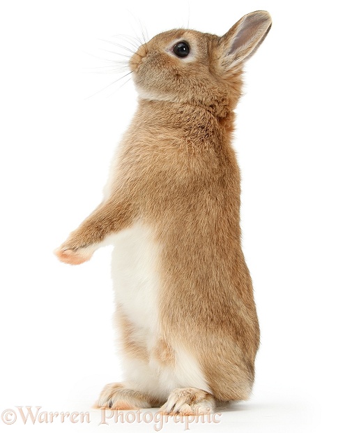 Sandy Netherland dwarf-cross rabbit, Peter, standing up, white background