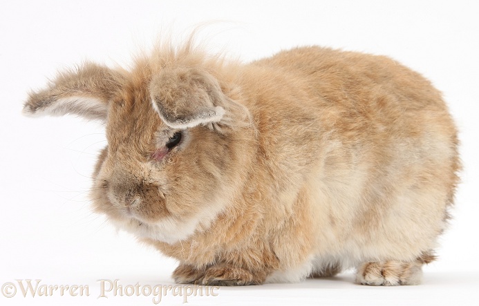 Elderly rabbit, Tedson, 8 years old, white background
