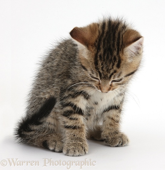 Tabby male kitten, Stanley, 7 weeks old, sitting and looking down, white background