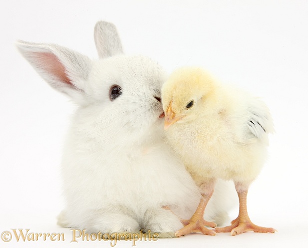 White rabbit kissing a yellow bantam chick, white background
