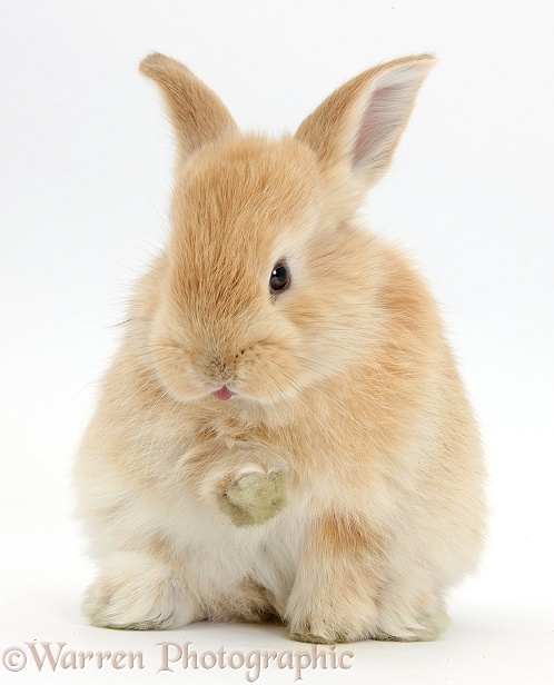 Young Sandy rabbit grooming a paw, white background