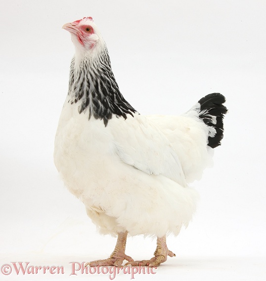 Light Sussex bantam hen, white background