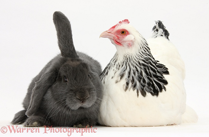 Light Sussex bantam hen and blue Lop rabbit, white background