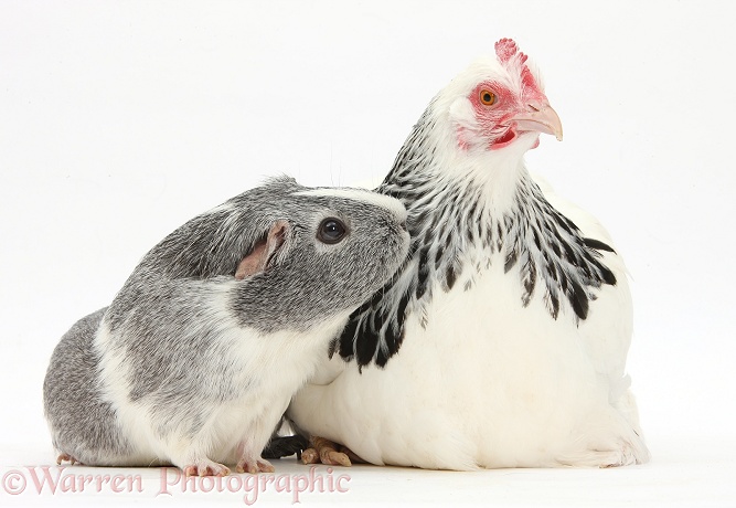 Light Sussex bantam hen and Guinea pig, white background