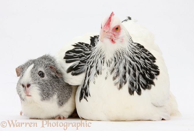 Light Sussex bantam hen and Guinea pig, white background