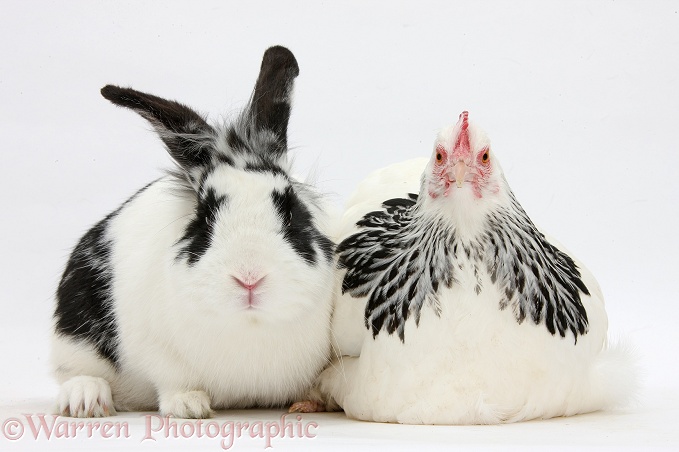 Light Sussex bantam hen and black-and-white rabbit, Bandit, white background