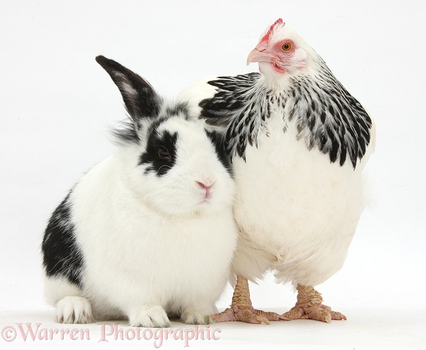 Light Sussex bantam hen and black-and-white rabbit, Bandit, white background
