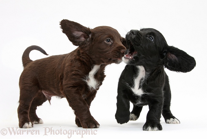 Black and chocolate Cocker Spaniel puppies play-fighting, white background
