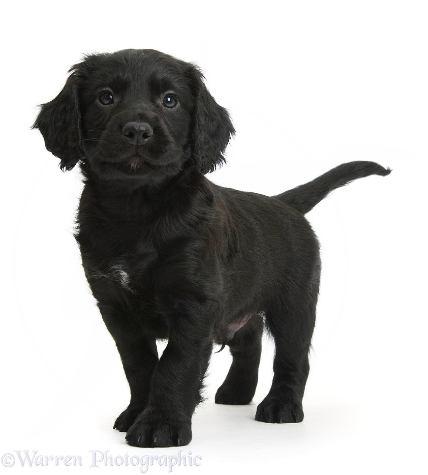 Black Cocker Spaniel puppy standing, white background