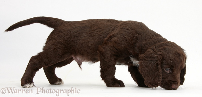 Chocolate Cocker Spaniel puppy sniffing the ground, white background