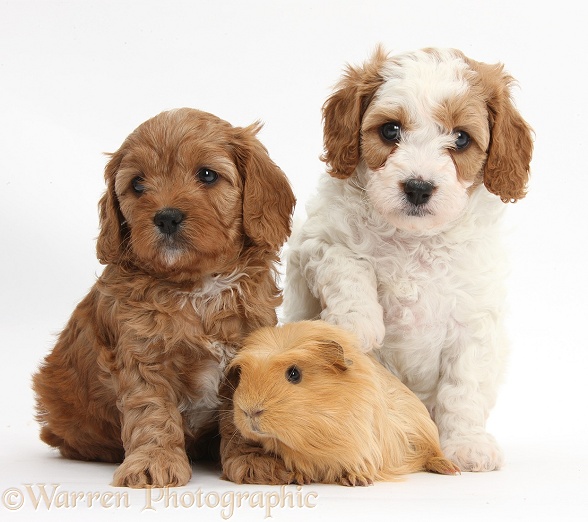 Cute red and red-and-white Cavapoo puppies, 5 weeks old, with a ginger Guinea pig, white background