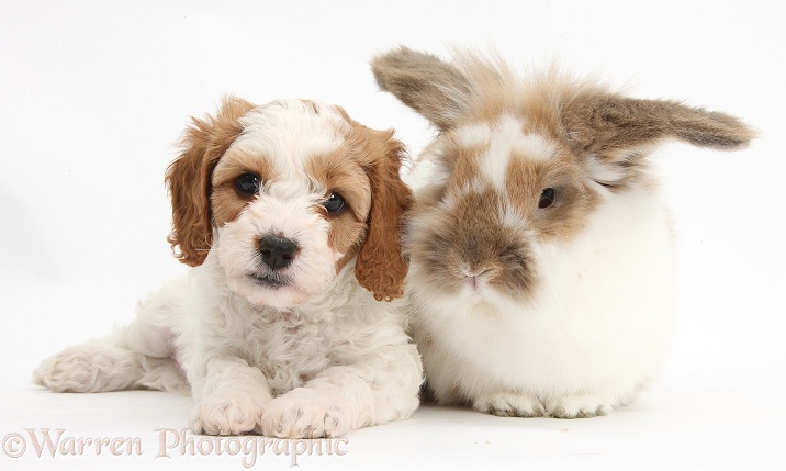 Cute red-and-white Cavapoo puppy, 5 weeks old, with sandy-and-white rabbit, white background