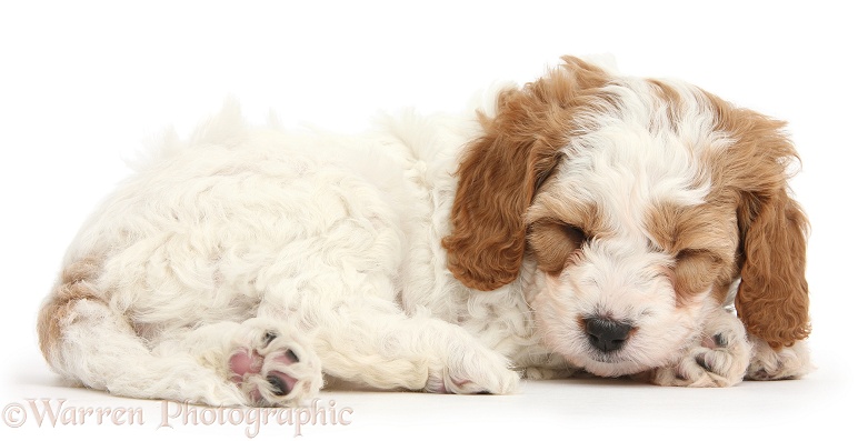 Cute red-and-white sleeping Cavapoo puppy, 5 weeks old, white background