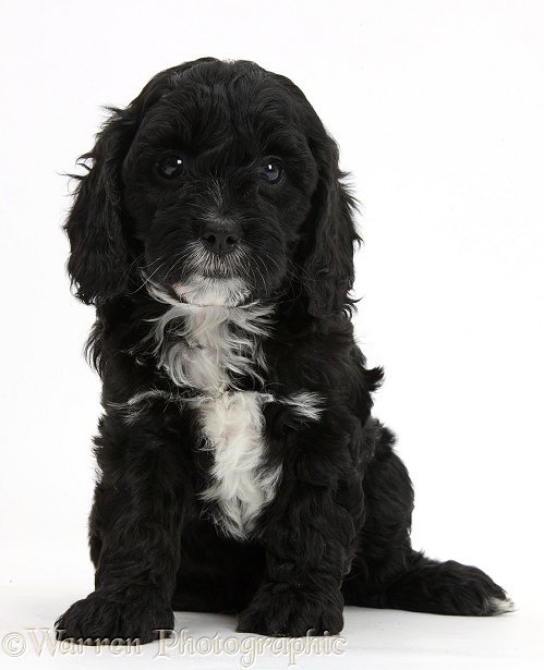 Cute black-and-white Cavapoo puppy, 6 weeks old, sitting, white background