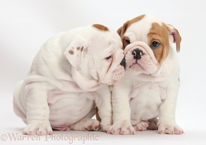 Two bulldog puppies nuzzling, white background