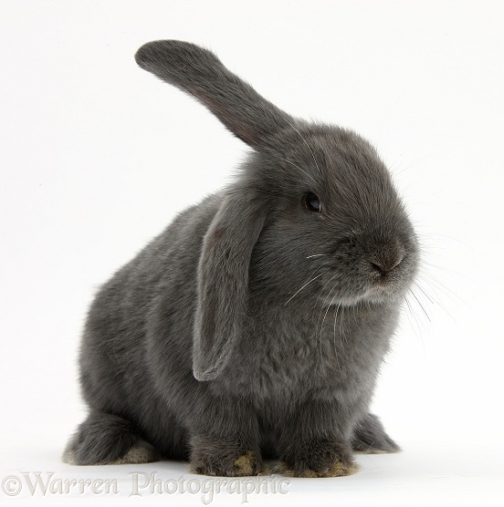 Blue-grey floppy-eared rabbit, white background