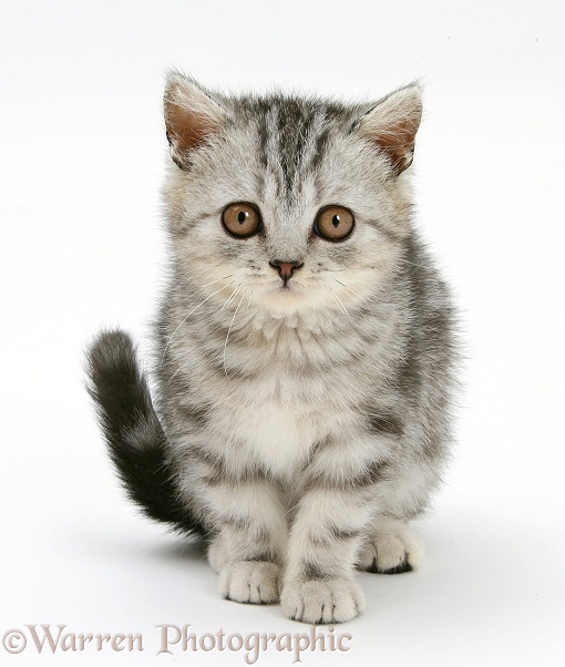 Silver tabby kitten sitting, white background