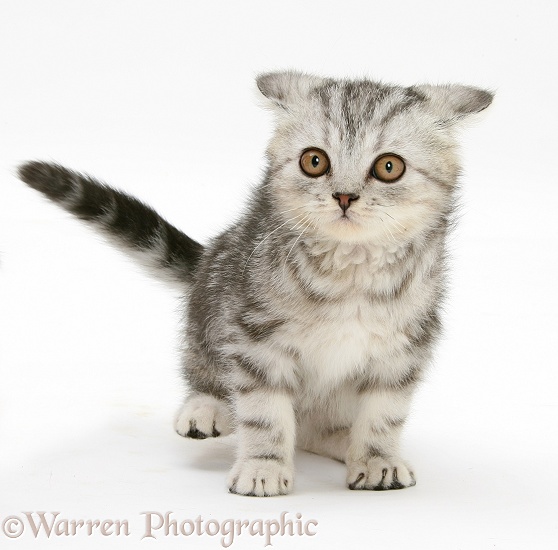 Silver tabby kitten making a funny face, white background