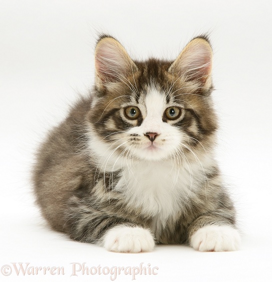 Tabby-and-white Maine Coon kitten, lying with head up, white background