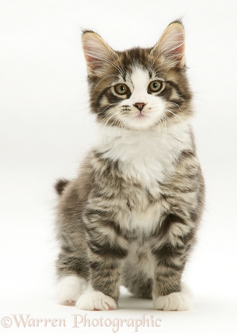 Tabby-and-white Maine Coon kitten, sitting, white background