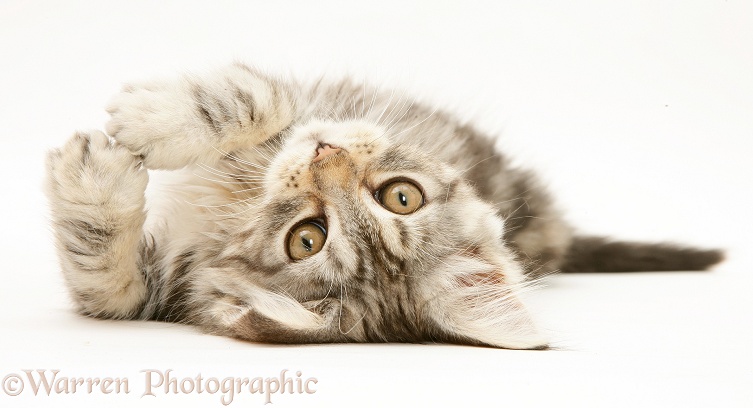 Tabby Maine Coon kitten lying on its back, white background