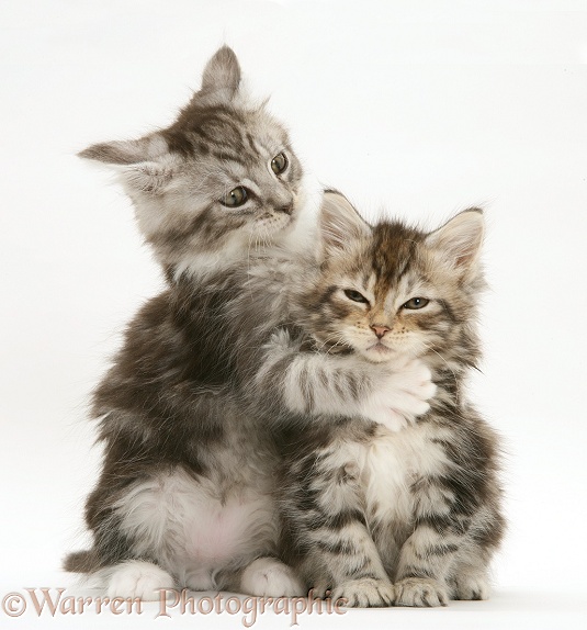 Tabby Maine Coon kittens, on pretending to strangle the other, white background