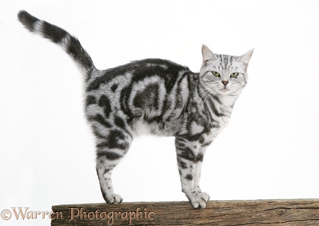Silver tabby cat, Zelda, standing on a fence, white background
