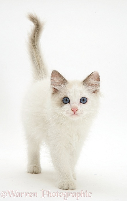 Blue-eyed Ragdoll kitten walking forward, white background