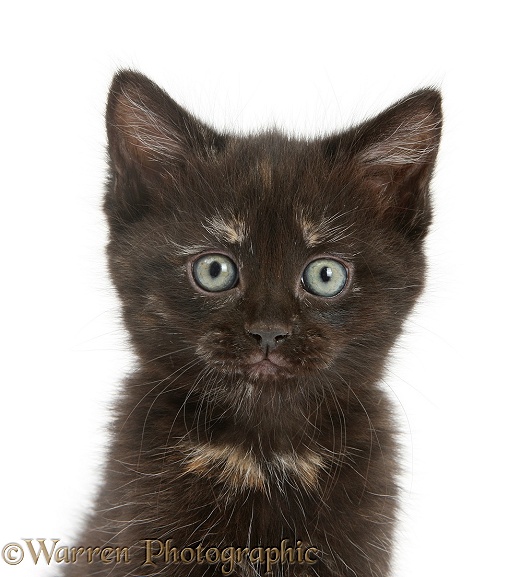 Black-tortoiseshell kitten portrait, white background