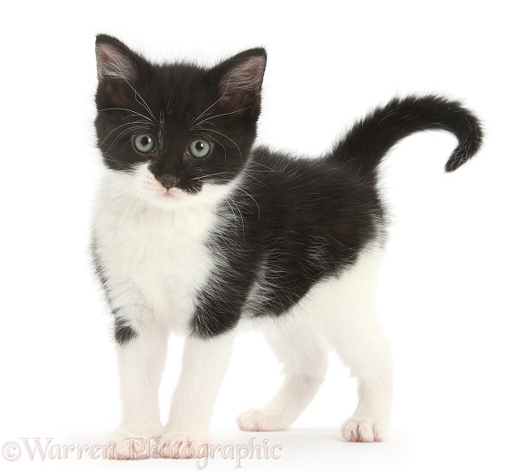 Black-and-white kitten standing, white background
