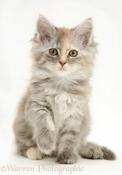 Tabby Maine Coon kitten with raised paw, white background