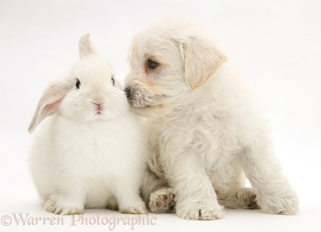 Woodle (West Highland White Terrier x Poodle) pup looking lovingly at a young white rabbit, white background