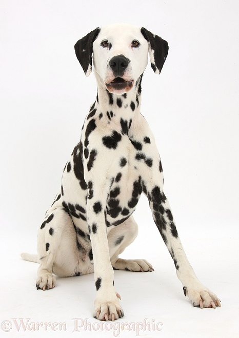 Dalmatian dog, Barney, 6 years old, sitting, white background