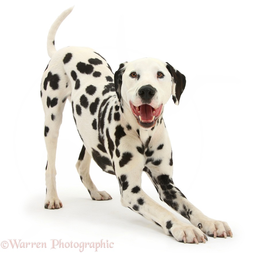 Dalmatian dog, Barney, 6 years old, in play-bow stance, white background