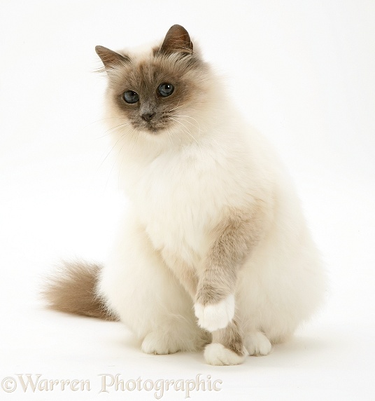 Blue-point Birman cat sitting with raised paw, white background