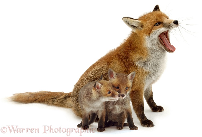 Red Fox (Vulpes vulpes) vixen and cubs, white background