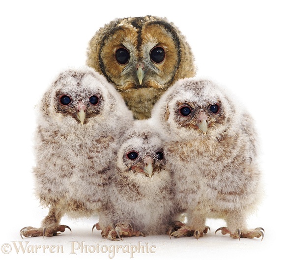 Tawny Owl (Strix aluco) mother and three owlets, white background