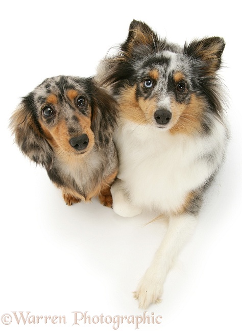 Tricolour merle Shetland Sheepdog, Sapphire, with silver dapple miniature Dachshund pup, both looking up, white background