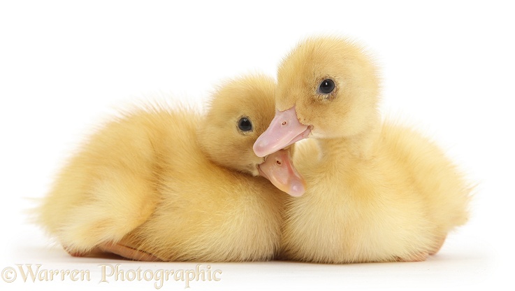 Yellow Call Ducklings, white background