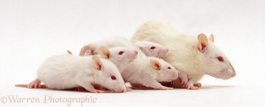 Female Himalayan Rat (Rattus sp.) with babies, 5 weeks old, white background