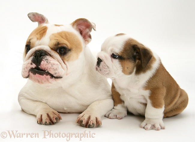 Bulldog mother and puppies, white background
