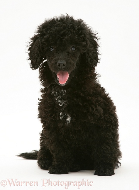 Black Miniature Poodle, sitting, white background