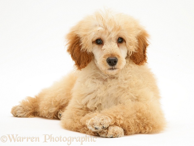 Apricot Miniature Poodle, lying with head up and paws crossed, white background