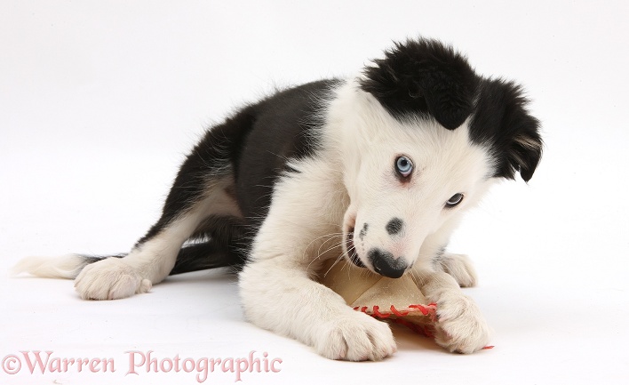 Black-and-white Border Collie puppy, chewing a rawhide shoe, white background