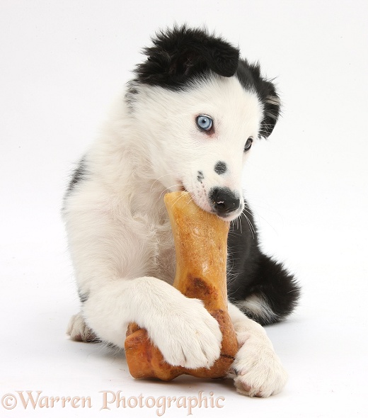 Black-and-white Border Collie puppy, chewing a bone, white background