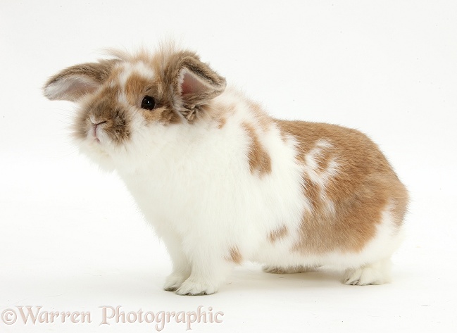 Brown-and-white rabbit sniffing the air, white background