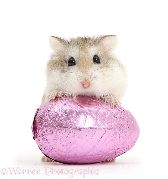 Roborovski Hamster (Phodopus roborovskii) and Easter egg. Hammy Easter!, white background