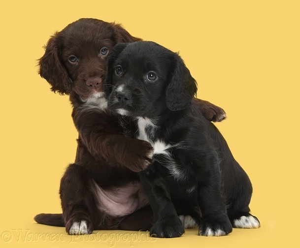 Black and chocolate Cocker Spaniel puppies hugging, white background