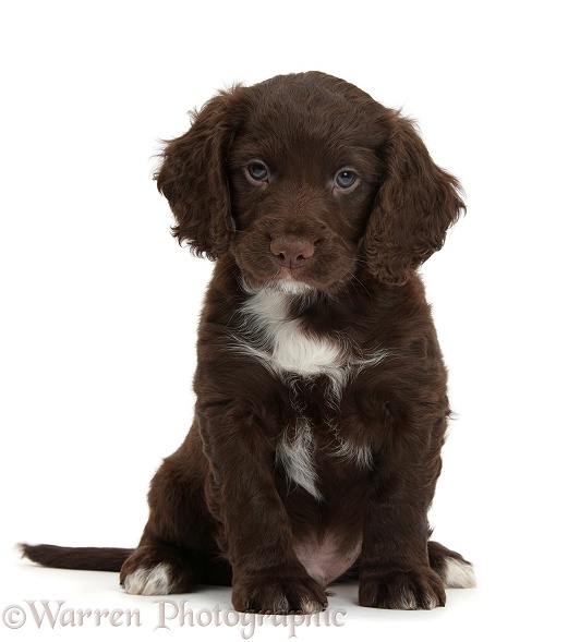 Chocolate Cocker Spaniel puppy sitting, white background