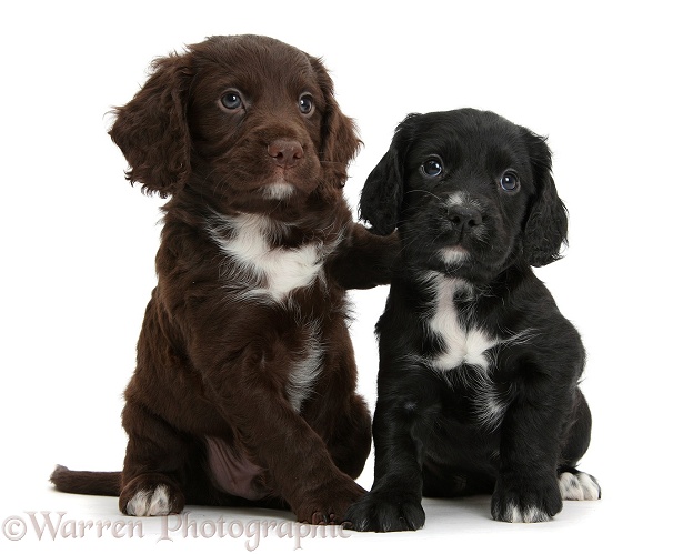 Black and chocolate Cocker Spaniel puppies, white background